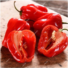 Load image into Gallery viewer, 1000 Pcs Sweet Pepper Bonsai Colorful Mix High Quality Sweet Bell Pepper Bonsai Vegetables Paprika Home Garden Bonsai Plants