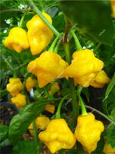 Load image into Gallery viewer, 1000 Pcs Sweet Pepper Bonsai Colorful Mix High Quality Sweet Bell Pepper Bonsai Vegetables Paprika Home Garden Bonsai Plants