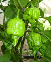 Load image into Gallery viewer, 1000 Pcs Sweet Pepper Bonsai Colorful Mix High Quality Sweet Bell Pepper Bonsai Vegetables Paprika Home Garden Bonsai Plants