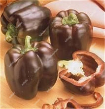 Load image into Gallery viewer, 1000 Pcs Sweet Pepper Bonsai Colorful Mix High Quality Sweet Bell Pepper Bonsai Vegetables Paprika Home Garden Bonsai Plants