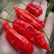 Load image into Gallery viewer, 1000 Pcs Sweet Pepper Bonsai Colorful Mix High Quality Sweet Bell Pepper Bonsai Vegetables Paprika Home Garden Bonsai Plants