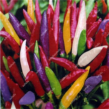 Load image into Gallery viewer, 1000 Pcs Sweet Pepper Bonsai Colorful Mix High Quality Sweet Bell Pepper Bonsai Vegetables Paprika Home Garden Bonsai Plants