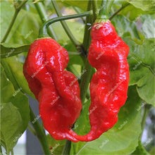 Load image into Gallery viewer, 1000 Pcs Sweet Pepper Bonsai Colorful Mix High Quality Sweet Bell Pepper Bonsai Vegetables Paprika Home Garden Bonsai Plants