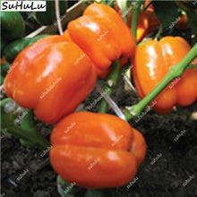 Load image into Gallery viewer, 1000 Pcs Sweet Pepper Bonsai Colorful Mix High Quality Sweet Bell Pepper Bonsai Vegetables Paprika Home Garden Bonsai Plants
