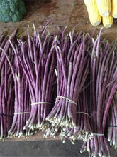 Load image into Gallery viewer, 20 Pcs Chinese Bean bonsai, vanilla beans bonsai,High-Yield plant,Delicious Vegetable Edible food balcony potted garden plants