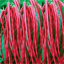 Load image into Gallery viewer, 20 Pcs Chinese Bean bonsai, vanilla beans bonsai,High-Yield plant,Delicious Vegetable Edible food balcony potted garden plants