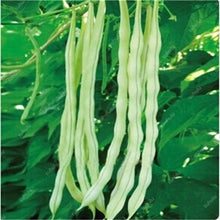 Load image into Gallery viewer, 20 Pcs Chinese Bean bonsai, vanilla beans bonsai,High-Yield plant,Delicious Vegetable Edible food balcony potted garden plants
