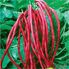 Load image into Gallery viewer, 20 Pcs Chinese Bean bonsai, vanilla beans bonsai,High-Yield plant,Delicious Vegetable Edible food balcony potted garden plants