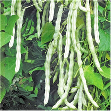 Load image into Gallery viewer, 20 Pcs Chinese Bean bonsai, vanilla beans bonsai,High-Yield plant,Delicious Vegetable Edible food balcony potted garden plants