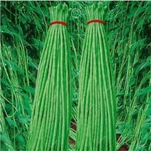 Load image into Gallery viewer, 20 Pcs Chinese Bean bonsai, vanilla beans bonsai,High-Yield plant,Delicious Vegetable Edible food balcony potted garden plants