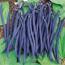 Load image into Gallery viewer, 20 Pcs Chinese Bean bonsai, vanilla beans bonsai,High-Yield plant,Delicious Vegetable Edible food balcony potted garden plants