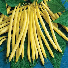 Load image into Gallery viewer, 20 Pcs Chinese Bean bonsai, vanilla beans bonsai,High-Yield plant,Delicious Vegetable Edible food balcony potted garden plants