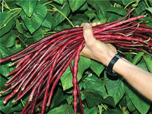 Load image into Gallery viewer, 20 Pcs Chinese Bean bonsai, vanilla beans bonsai,High-Yield plant,Delicious Vegetable Edible food balcony potted garden plants