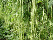 Load image into Gallery viewer, 20 Pcs Chinese Bean bonsai, vanilla beans bonsai,High-Yield plant,Delicious Vegetable Edible food balcony potted garden plants