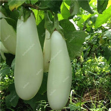 Load image into Gallery viewer, 100 pcs Rare eggplant bonsai flower potted plant organic vegetable trees southern United States Bonsai sweet fruit Easy to Grow