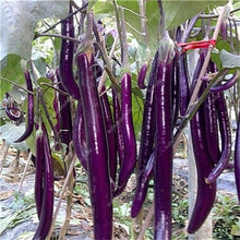 Load image into Gallery viewer, 100 pcs Rare eggplant bonsai flower potted plant organic vegetable trees southern United States Bonsai sweet fruit Easy to Grow