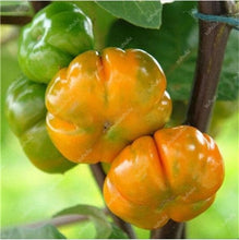 Load image into Gallery viewer, 100 pcs Rare eggplant bonsai flower potted plant organic vegetable trees southern United States Bonsai sweet fruit Easy to Grow