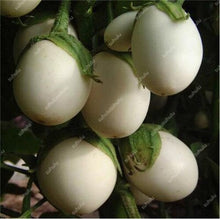 Load image into Gallery viewer, 100 pcs Rare eggplant bonsai flower potted plant organic vegetable trees southern United States Bonsai sweet fruit Easy to Grow