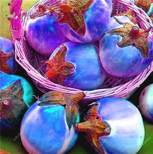 Load image into Gallery viewer, 100 pcs Rare eggplant bonsai flower potted plant organic vegetable trees southern United States Bonsai sweet fruit Easy to Grow
