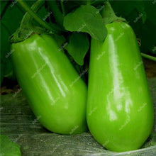 Load image into Gallery viewer, 100 pcs Rare eggplant bonsai flower potted plant organic vegetable trees southern United States Bonsai sweet fruit Easy to Grow