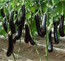 Load image into Gallery viewer, 100 pcs Rare eggplant bonsai flower potted plant organic vegetable trees southern United States Bonsai sweet fruit Easy to Grow