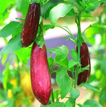 Load image into Gallery viewer, 100 pcs Rare eggplant bonsai flower potted plant organic vegetable trees southern United States Bonsai sweet fruit Easy to Grow