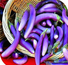 Load image into Gallery viewer, 100 pcs Rare eggplant bonsai flower potted plant organic vegetable trees southern United States Bonsai sweet fruit Easy to Grow