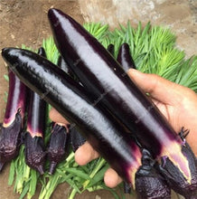 Load image into Gallery viewer, 100 pcs Rare eggplant bonsai flower potted plant organic vegetable trees southern United States Bonsai sweet fruit Easy to Grow