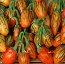 Load image into Gallery viewer, 100 pcs Rare eggplant bonsai flower potted plant organic vegetable trees southern United States Bonsai sweet fruit Easy to Grow
