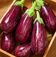 Load image into Gallery viewer, 100 pcs Rare eggplant bonsai flower potted plant organic vegetable trees southern United States Bonsai sweet fruit Easy to Grow