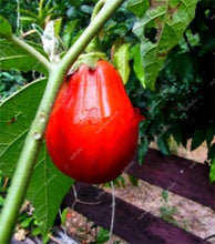 Load image into Gallery viewer, 100 pcs Rare eggplant bonsai flower potted plant organic vegetable trees southern United States Bonsai sweet fruit Easy to Grow