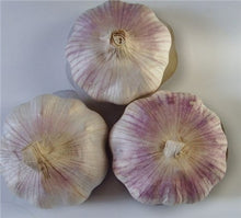 Load image into Gallery viewer, 200 pcs Multi-petals Garlic Bonsai, Red And Healthy Plant Onion Garlics Vegetable Bonsai Very Easy Grow Kitchen Seasoning Food