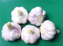 Load image into Gallery viewer, 200 pcs Multi-petals Garlic Bonsai, Red And Healthy Plant Onion Garlics Vegetable Bonsai Very Easy Grow Kitchen Seasoning Food