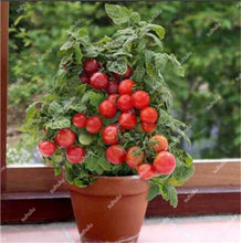 Load image into Gallery viewer, 200 pcs Extra-tasty Tomato Bonsai,Delicious Sweet Cherry Tomato Organic Fruit Vegetable Edible Food Balcony Potted Garden Plant
