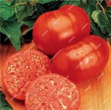Load image into Gallery viewer, 200 pcs Extra-tasty Tomato Bonsai,Delicious Sweet Cherry Tomato Organic Fruit Vegetable Edible Food Balcony Potted Garden Plant