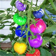 Load image into Gallery viewer, 200 pcs Extra-tasty Tomato Bonsai,Delicious Sweet Cherry Tomato Organic Fruit Vegetable Edible Food Balcony Potted Garden Plant