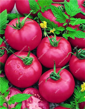 Load image into Gallery viewer, 200 pcs Extra-tasty Tomato Bonsai,Delicious Sweet Cherry Tomato Organic Fruit Vegetable Edible Food Balcony Potted Garden Plant