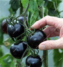 Load image into Gallery viewer, 200 pcs Extra-tasty Tomato Bonsai,Delicious Sweet Cherry Tomato Organic Fruit Vegetable Edible Food Balcony Potted Garden Plant