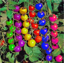 Load image into Gallery viewer, 200 pcs Extra-tasty Tomato Bonsai,Delicious Sweet Cherry Tomato Organic Fruit Vegetable Edible Food Balcony Potted Garden Plant