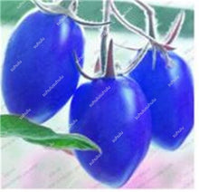 Load image into Gallery viewer, 200 pcs Extra-tasty Tomato Bonsai,Delicious Sweet Cherry Tomato Organic Fruit Vegetable Edible Food Balcony Potted Garden Plant