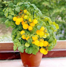 Load image into Gallery viewer, 200 pcs Extra-tasty Tomato Bonsai,Delicious Sweet Cherry Tomato Organic Fruit Vegetable Edible Food Balcony Potted Garden Plant