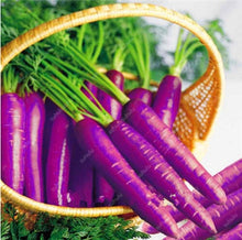 Load image into Gallery viewer, 100 pcs/bag Heirloom Ginseng Carrot Bonsai, Non-GMO Carrot Bonsai, Potted Fruit Vegetable Bonsai For Home Garden Planting