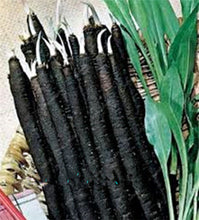 Load image into Gallery viewer, 100 pcs/bag Heirloom Ginseng Carrot Bonsai, Non-GMO Carrot Bonsai, Potted Fruit Vegetable Bonsai For Home Garden Planting