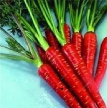 Load image into Gallery viewer, 100 pcs/bag Heirloom Ginseng Carrot Bonsai, Non-GMO Carrot Bonsai, Potted Fruit Vegetable Bonsai For Home Garden Planting
