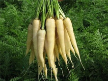 Load image into Gallery viewer, 100 pcs/bag Heirloom Ginseng Carrot Bonsai, Non-GMO Carrot Bonsai, Potted Fruit Vegetable Bonsai For Home Garden Planting