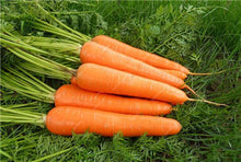 Load image into Gallery viewer, 100 pcs/bag Heirloom Ginseng Carrot Bonsai, Non-GMO Carrot Bonsai, Potted Fruit Vegetable Bonsai For Home Garden Planting