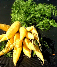 Load image into Gallery viewer, 100 pcs/bag Heirloom Ginseng Carrot Bonsai, Non-GMO Carrot Bonsai, Potted Fruit Vegetable Bonsai For Home Garden Planting