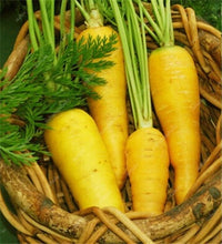 Load image into Gallery viewer, 100 pcs/bag Heirloom Ginseng Carrot Bonsai, Non-GMO Carrot Bonsai, Potted Fruit Vegetable Bonsai For Home Garden Planting