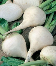 Load image into Gallery viewer, 100 pcs Rainbow Cherry Belle Radish Bonsai 100% Real Organic Vegetable Bonsai,Strong Adaptability, Rich Nutrition Four seasons
