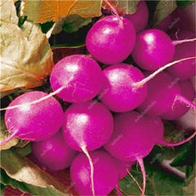 Load image into Gallery viewer, 100 pcs Rainbow Cherry Belle Radish Bonsai 100% Real Organic Vegetable Bonsai,Strong Adaptability, Rich Nutrition Four seasons